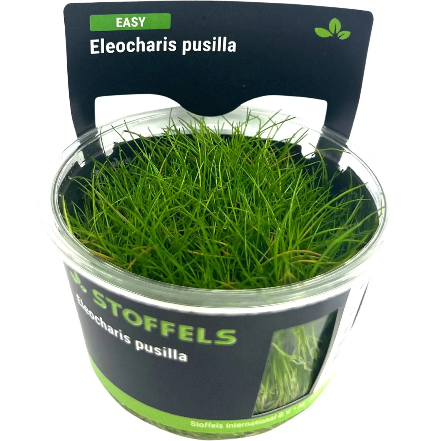 Eleocharis pusilla in-vitro