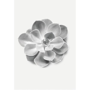 Komar Wandbild: Nahaufnahme einer grauen Sukkulente (Aeonium) auf hellem Hintergrund.