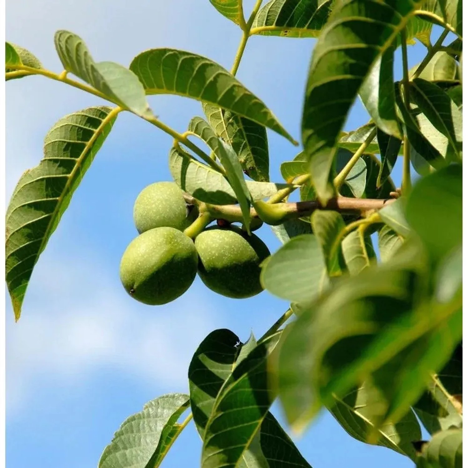 Echter Walnuss 80-100cm - Juglans regia