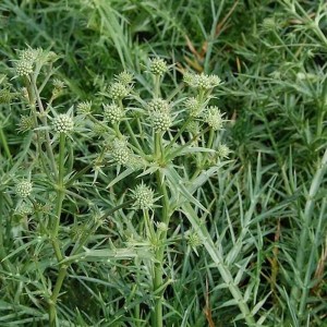 Nahaufnahme der Edeldistel (Eryngium venustum), einer winterharten Staude mit stacheligen Blättern.