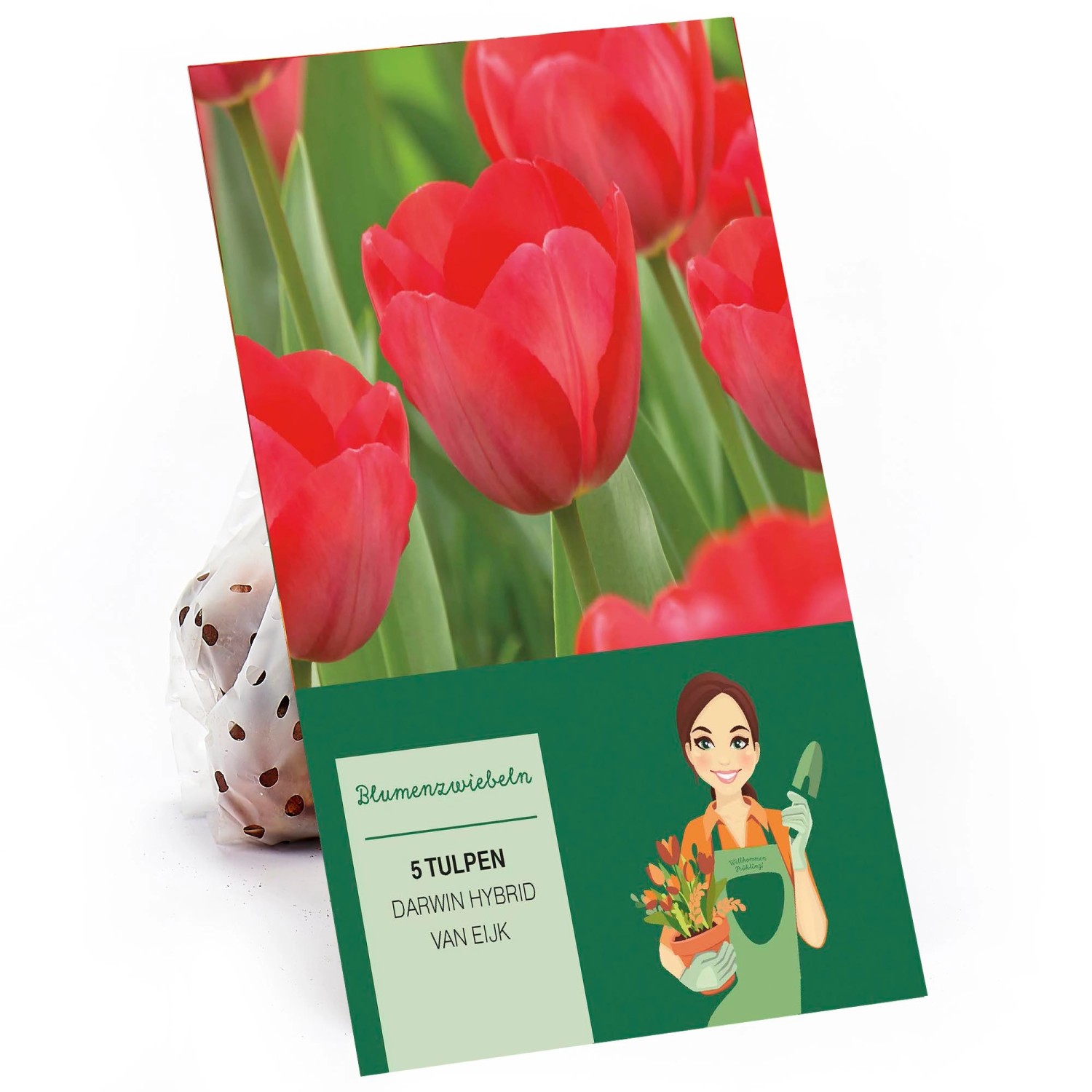 Tulpe Darwin Hybrid Van Eijk Mischung Rosa-Rot 5 Stück Tulipa