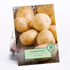 Pflanzkartoffeln Frieslander, 10 Stück, vor hellem Hintergrund.