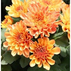Winteraster Mandarin - Chrysanthemum hortorum