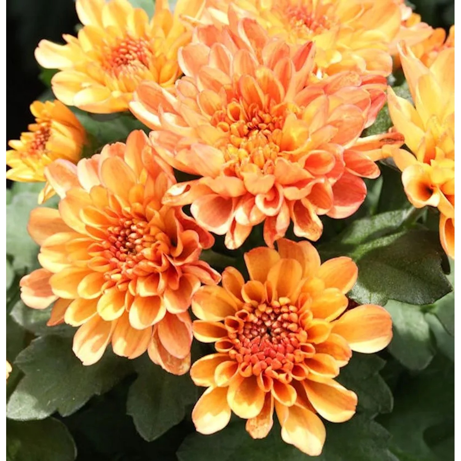 Winteraster Mandarin - Chrysanthemum hortorum