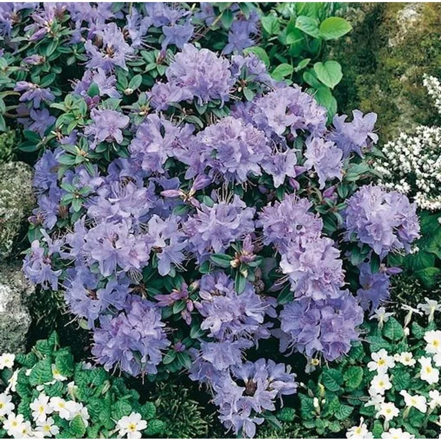 Zwerg Rhododendron Blue Tit 15-20cm - Rhododendron impeditum - Zwerg Alpenrose