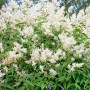 Aconogonon Speciosum Johanniswolke Staude mit weißen Blüten im Topf.