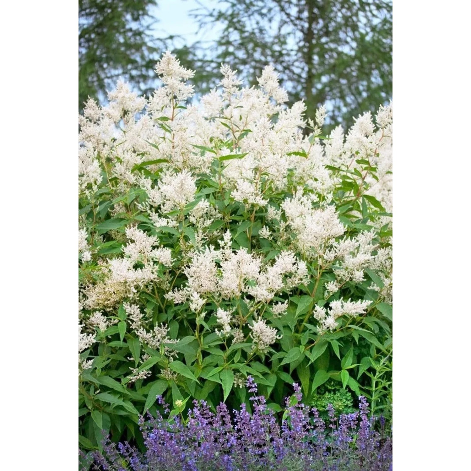 Aconogonon Speciosum Johanniswolke Staude mit weißen Blüten im Topf.