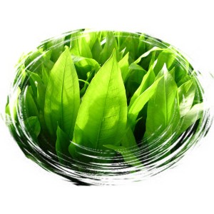 Dennerle Echinodorus Grisebachii Bleherae Aquariumpflanze mit grünen Blättern.