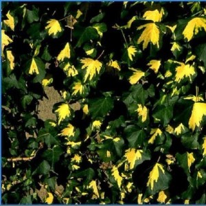 Efeu 'Goldheart' Hedera helix 50 bis 60 cm im Container Immergrün