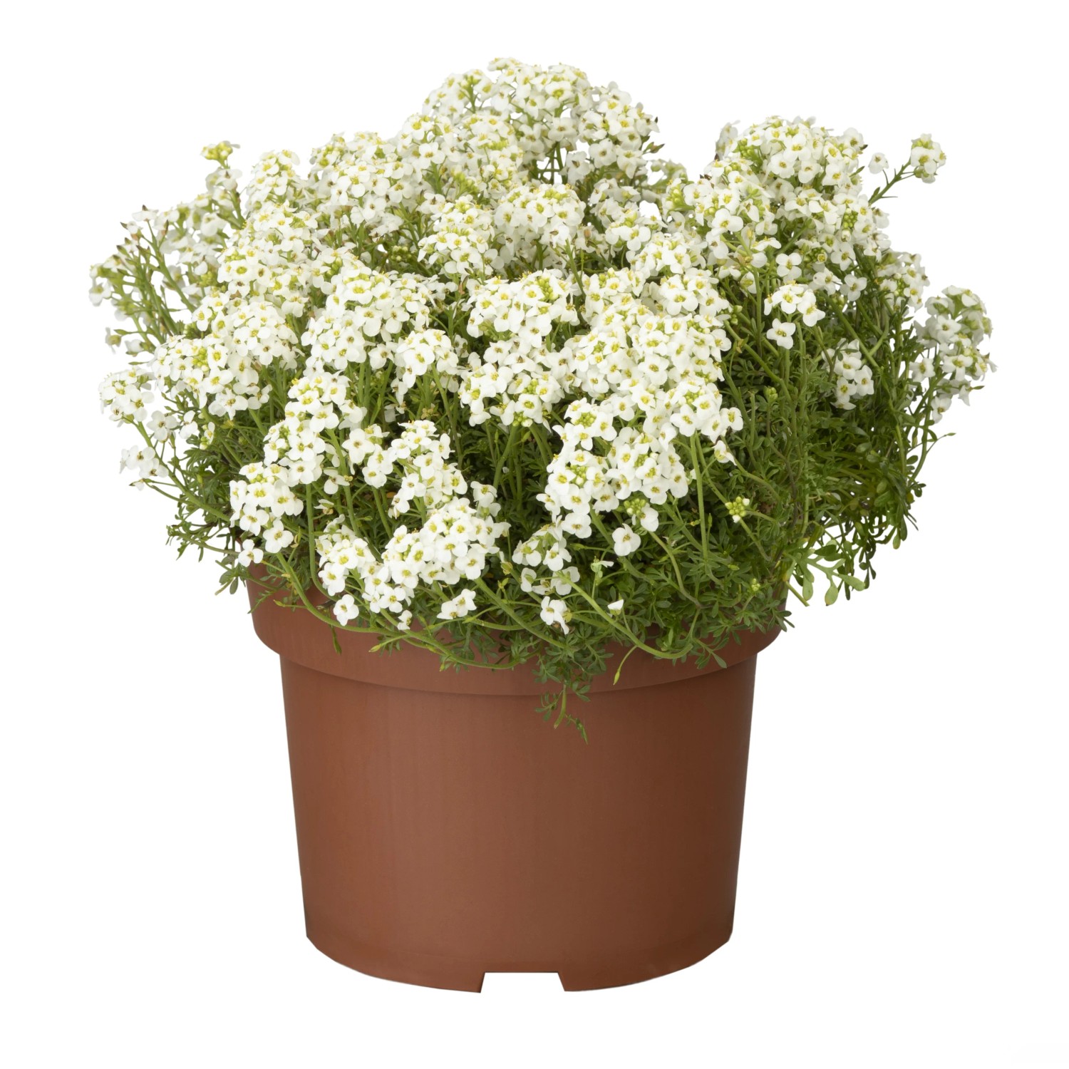 GROW BY OBI Gämskresse Pritzelago apl. T13