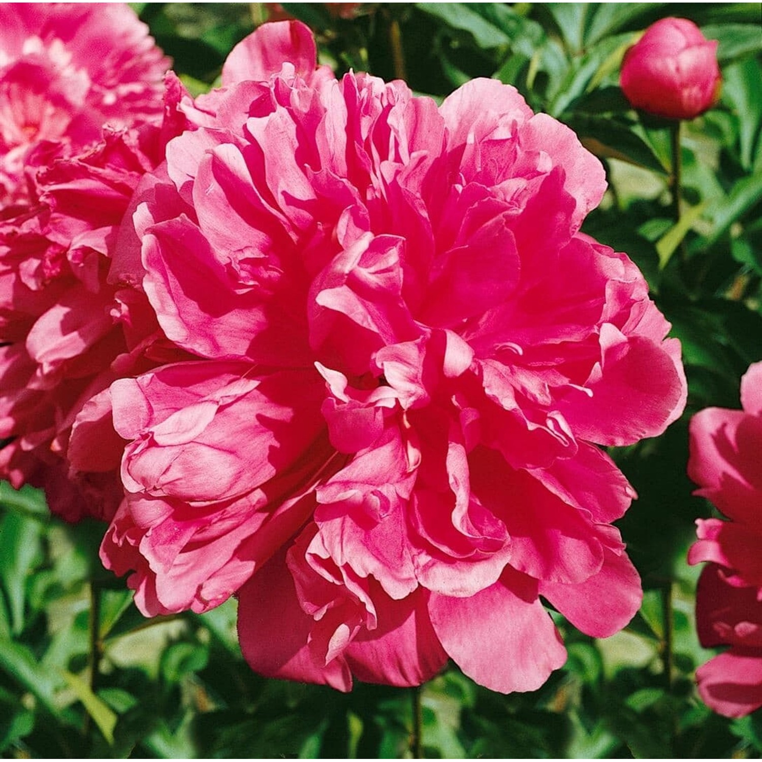 Paeonia Lactiflora Pfingstrose General Mac Mahon Ca 11x11 cm Topf günstig online kaufen