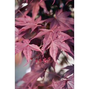 Nahaufnahme: Japanischer Ahorn Bloodgood mit dunkelroten Blättern und Blüten.
