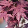 Nahaufnahme: Japanischer Ahorn Bloodgood mit dunkelroten Blättern und Blüten.