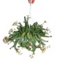 Hängeampel mit Exotenherz Crassula Hottentot, einer dekorativen, grünen Sukkulente mit kleinen weißen Blüten.