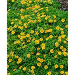 Gelbe Mittagsblume (Delosperma nubigenum) als Bodendecker im 9x9 cm Topf.