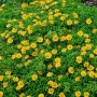 Gelbe Mittagsblume (Delosperma nubigenum) als Bodendecker im 9x9 cm Topf.