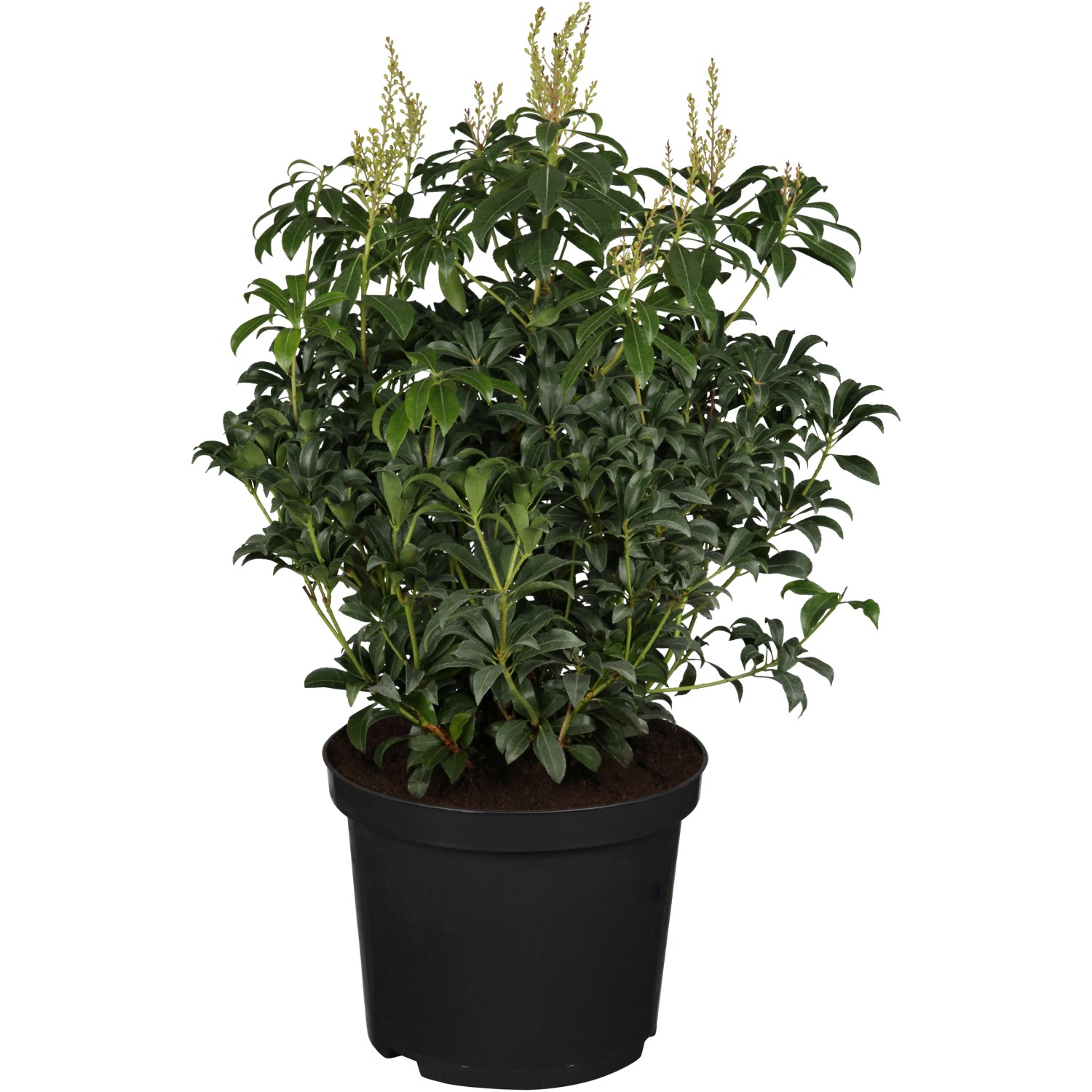 OBI Schattenglöckchen Debutante Weiß Höhe ca. 10 - 20 cm Topf ca. 2 l Pieris