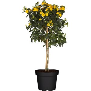 Wandelröschen Stämmchen im Topf, gelbe Blüten, ca. 23 cm Topf-Ø. Ideal für Kübelbepflanzung.