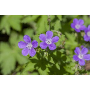 Nahaufnahme des violetten Wald-Storchschnabels 'Mayflower' im 9x9 cm Topf.