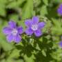 Nahaufnahme des violetten Wald-Storchschnabels 'Mayflower' im 9x9 cm Topf.