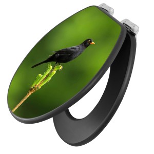 Anthrazit WC-Sitz mit Absenkautomatik und Vogel auf Tannenzweig Motiv.