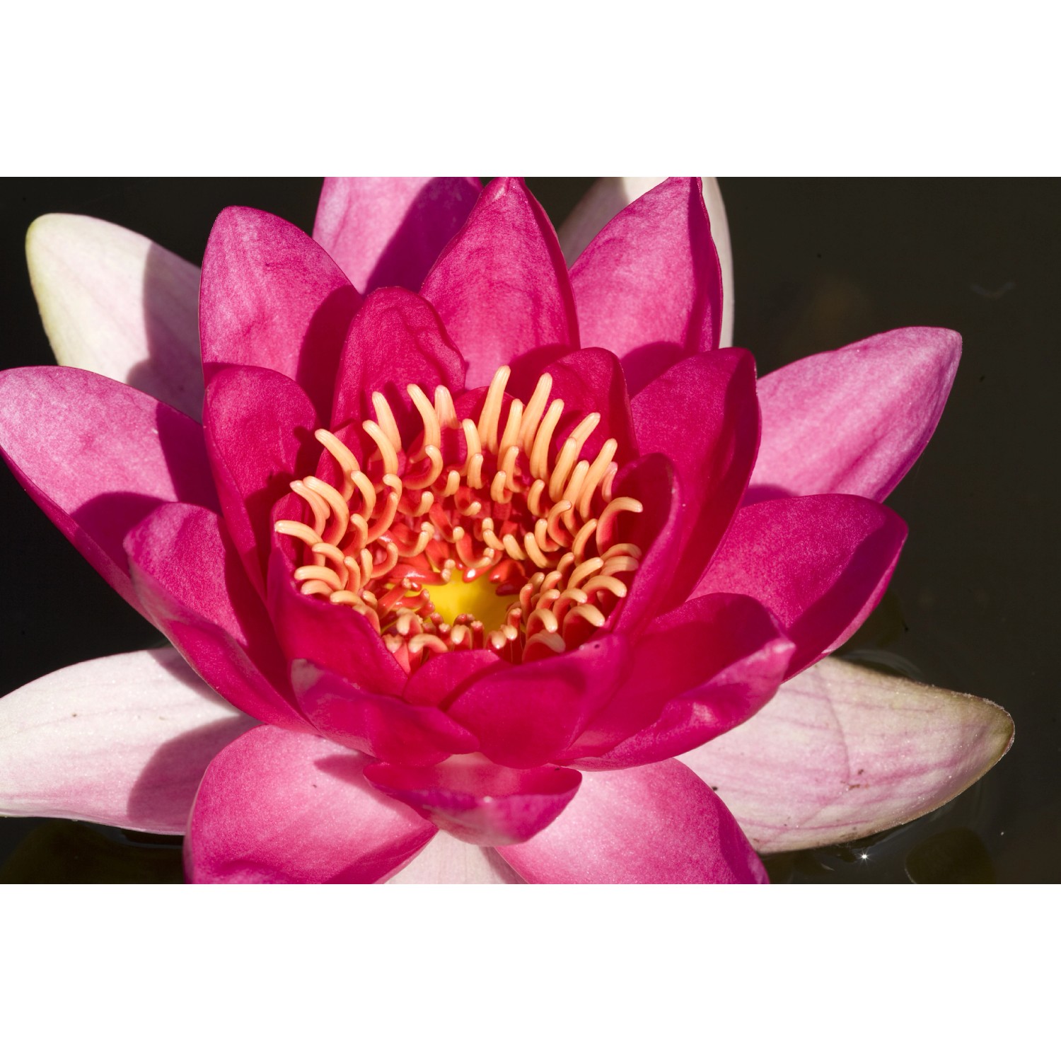 OBI Seerose Rot Topf-Ø ca. 10 cm Nymphea_2