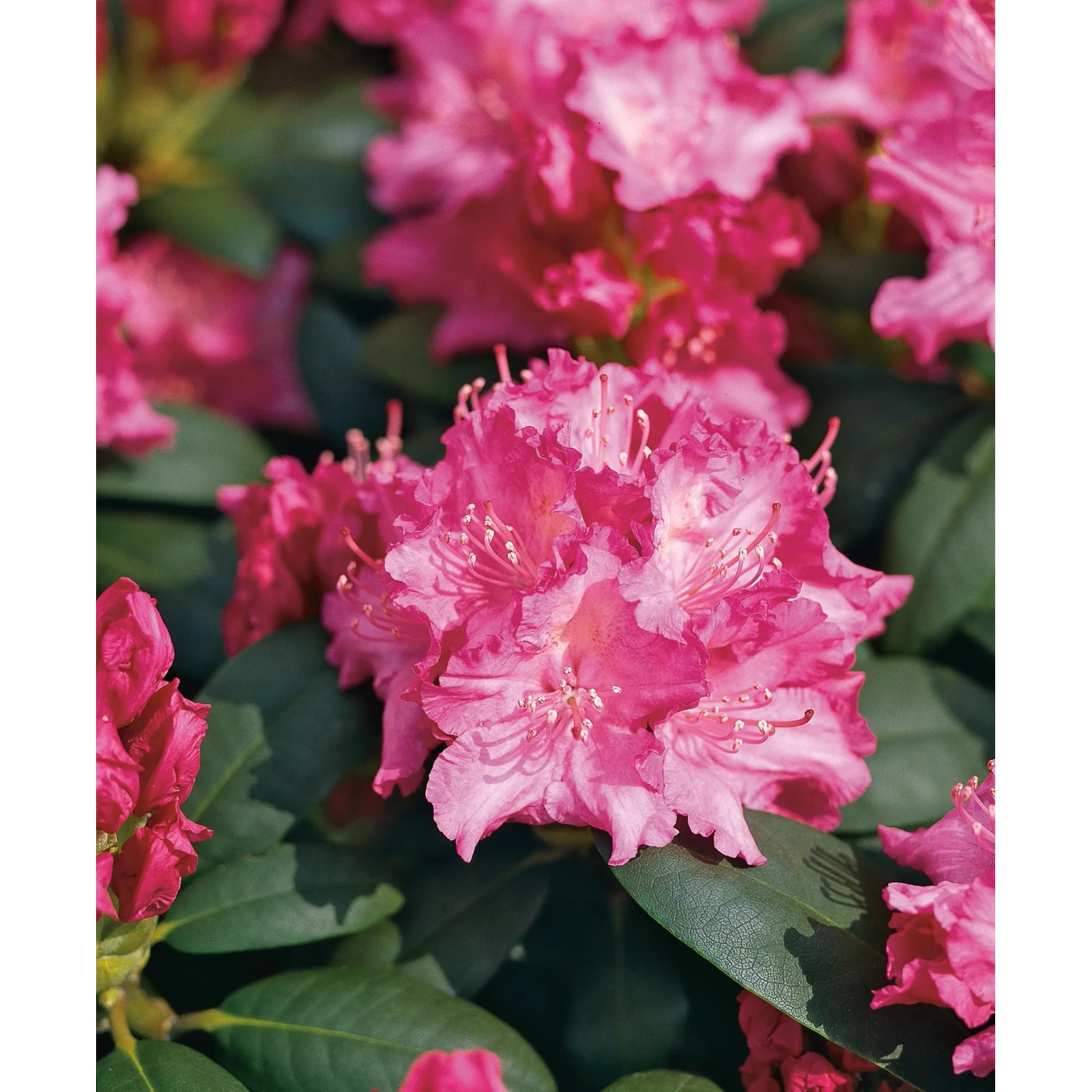 GROW by OBI Rhododendron Yakushimanum "Tatjana" Pink 20-30 cm Hhe 5 l Topf kaufen  bei OBI