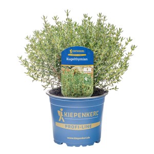 Kiepenkerl Kugelthymian im Topf, ca. 12 cm Ø. Würziges Küchenkraut mit kugelförmigem Wuchs.