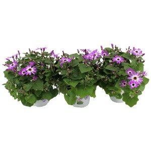 Greiskraut Senetti Mag Bicolor im Topf, rosa-weiße Blüten, Frühjahrsbepflanzung.