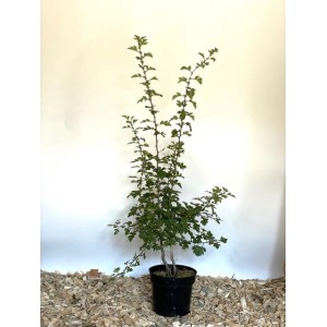 Baumfink Weißdorn im Topf, 40-60cm hoch. Ideal als Hecke oder Einzelpflanze.