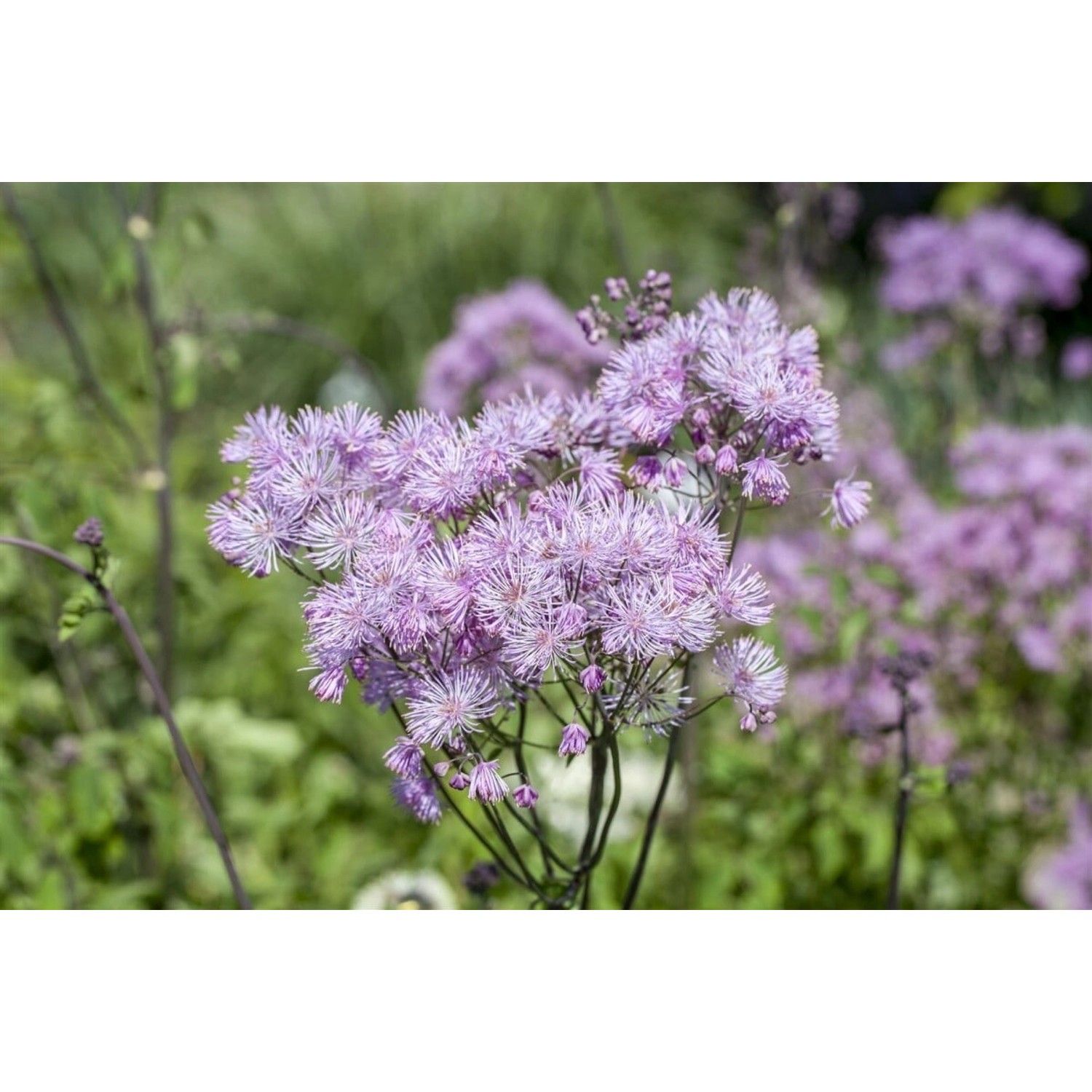 Thalictrum Aquilegifolium Purpureum Akeleiblättrige Wiesenraute Ca. 9x9 cm günstig online kaufen
