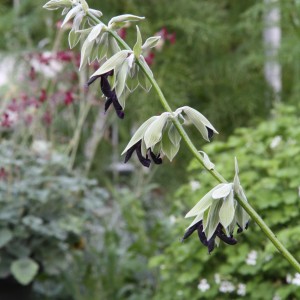 Blu Peruanischer Salbei mit violett-schwarzen Blüten im Topf (ca. 12 cm Ø).