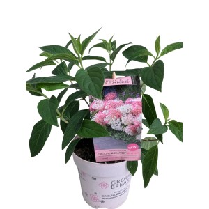 Rispenhortensie Groundbreaker im Topf, ca. 14 cm Ø. Kompakt, niedrig wachsend, Blüten weiß bis rosa.