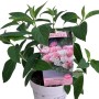 Rispenhortensie Groundbreaker im Topf, ca. 14 cm Ø. Kompakt, niedrig wachsend, Blüten weiß bis rosa.