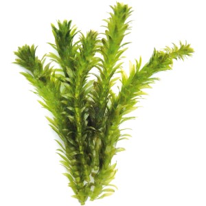 Dennerle Aquariumpflanze Egeria Densa, dichte, grüne Wasserpflanze für das Aquarium.