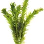 Dennerle Aquariumpflanze Egeria Densa, dichte, grüne Wasserpflanze für das Aquarium.