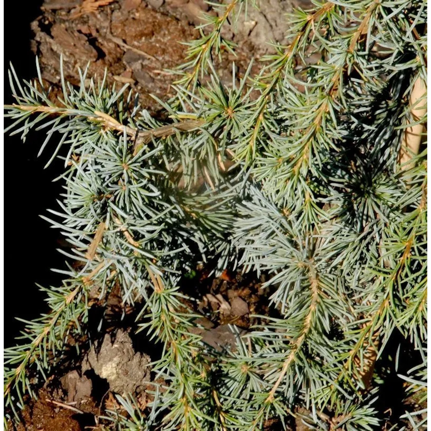 Säulen-Atlaszeder 100-125cm - Calocedrus decurrens