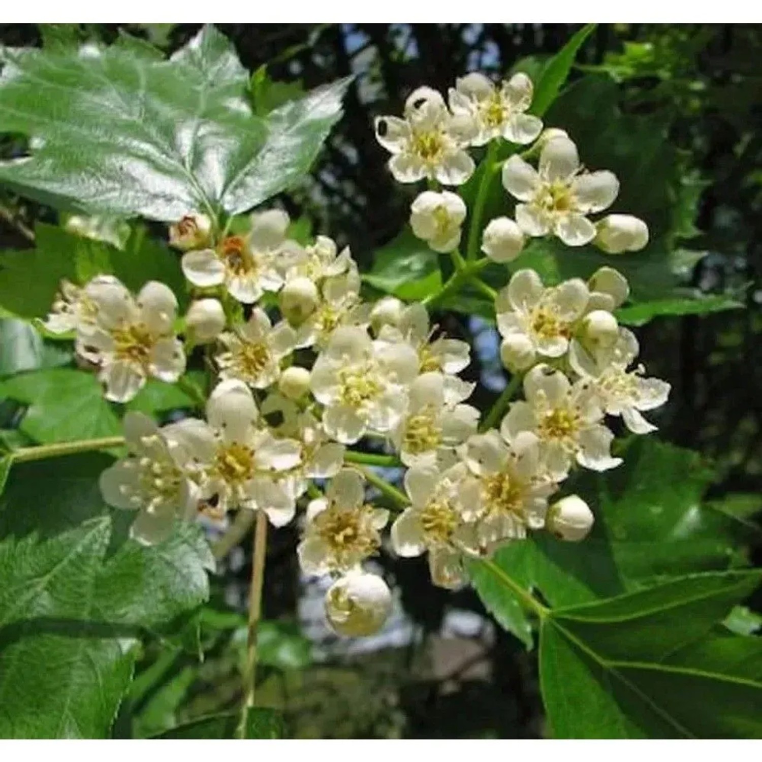 Elsbeere 60-80cm - Sorbus torminalis