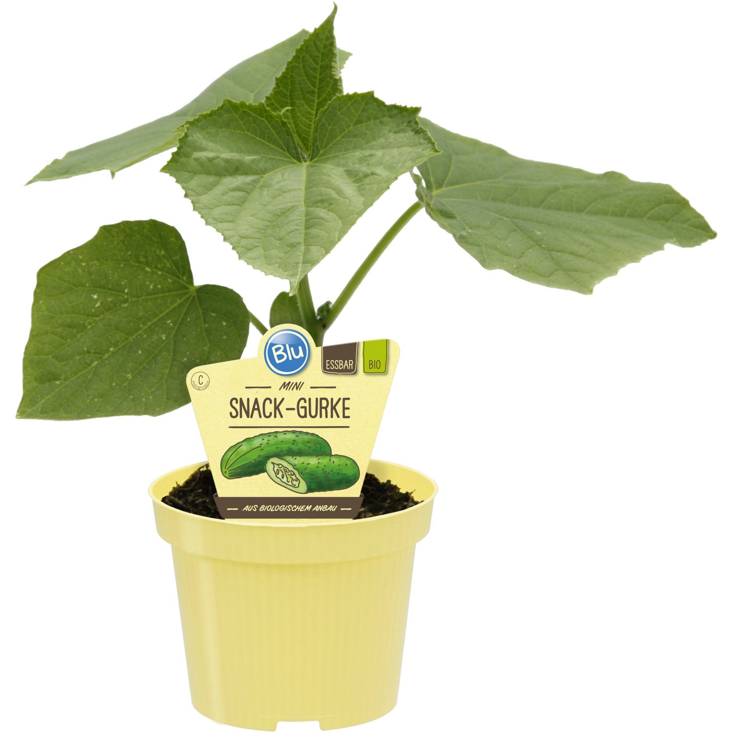 Blu Gurke Mini-Snack Topf-Ø ca. 12 cm Cucumis sativus günstig online kaufen