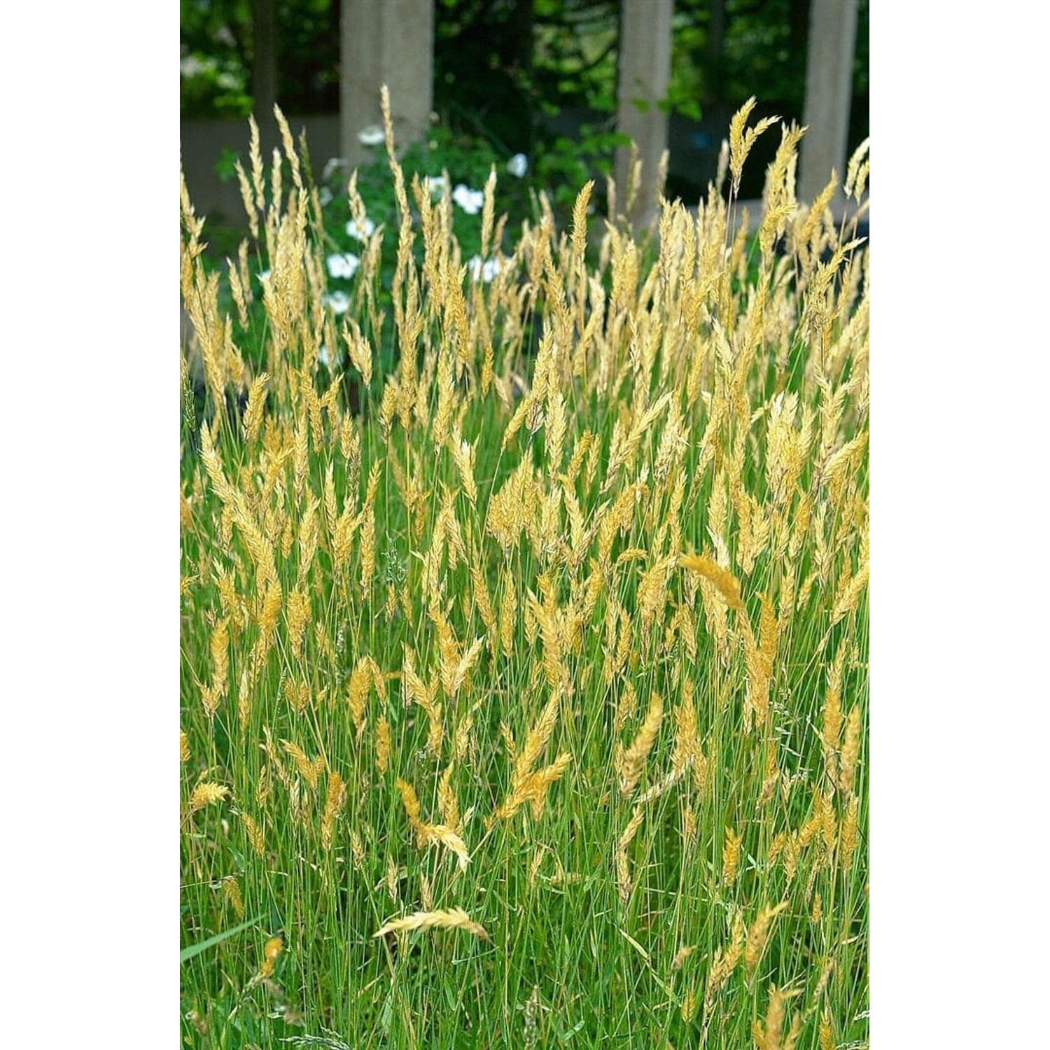 Anthoxanthum Odoratum Wohlriechendes Ruchgras Ca. 9x9 cm Topf günstig online kaufen