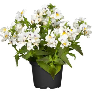 Elfenspiegel im Topf, weiße Blüten mit gelben und violetten Akzenten. Hängepflanze für sonnige Standorte.