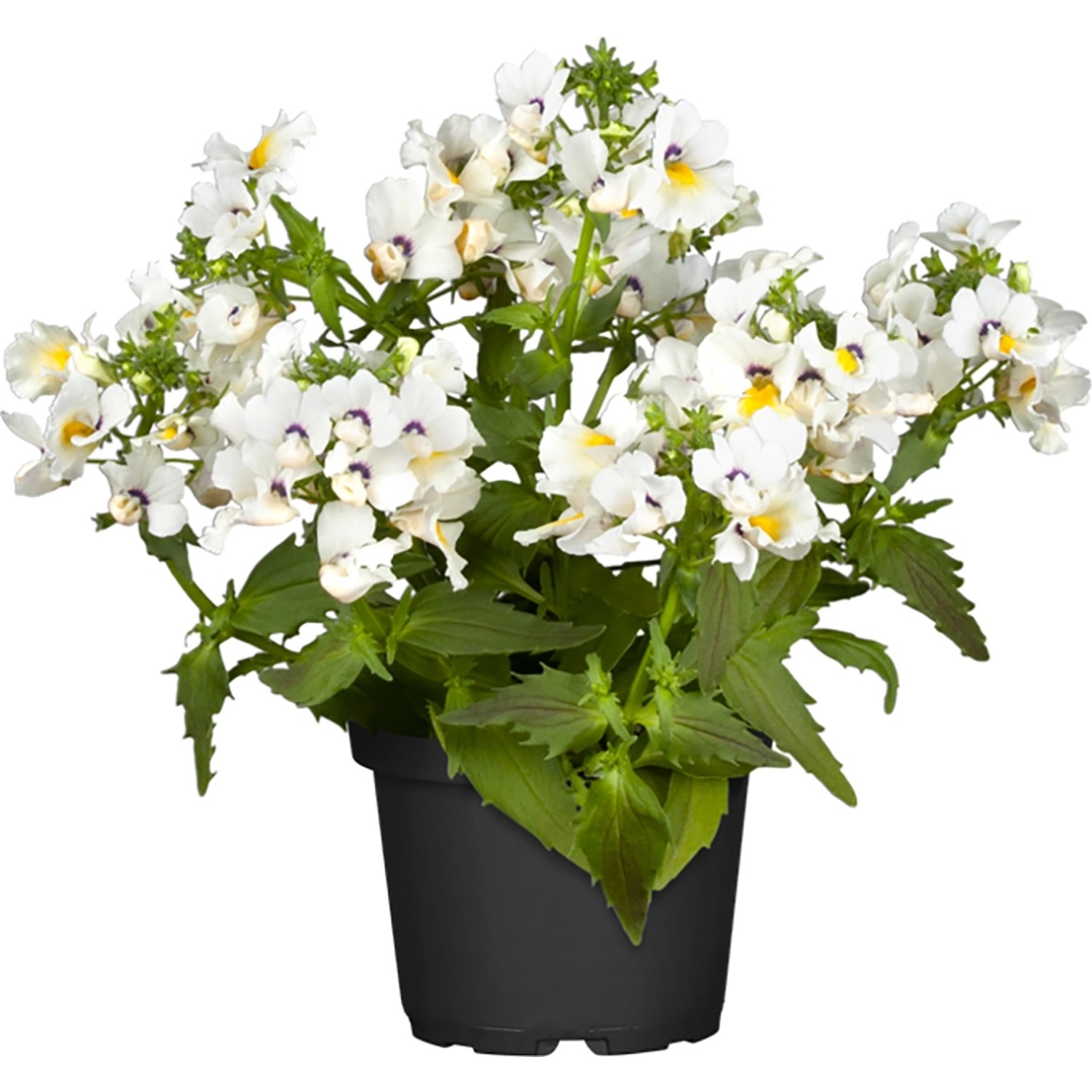 GROW by OBI Elfenspiegel verschiedene Farben Topf-Ø ca. 12 cm Nemesia