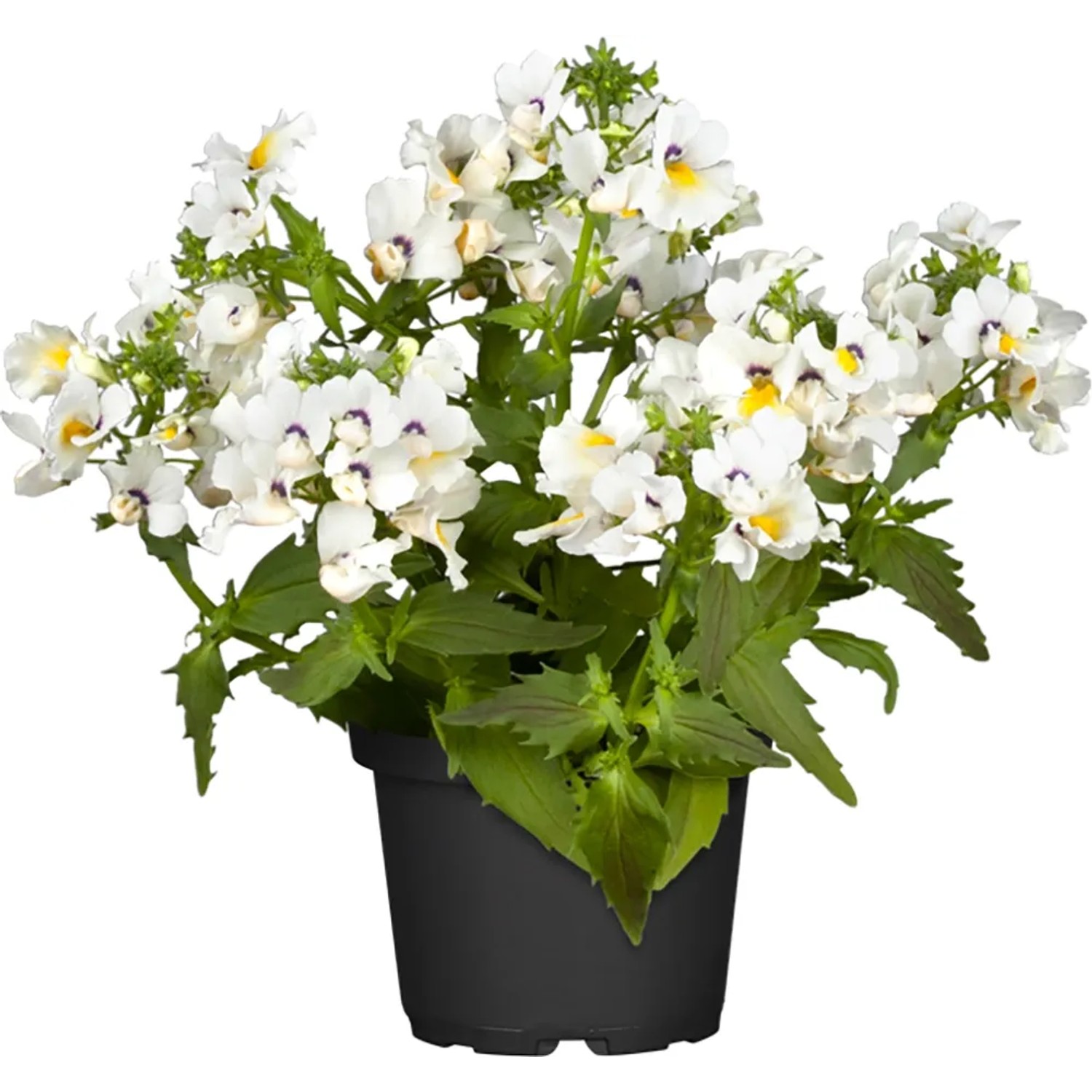 GROW by OBI Elfenspiegel verschiedene Farben Topf-Ø ca. 12 cm Nemesia