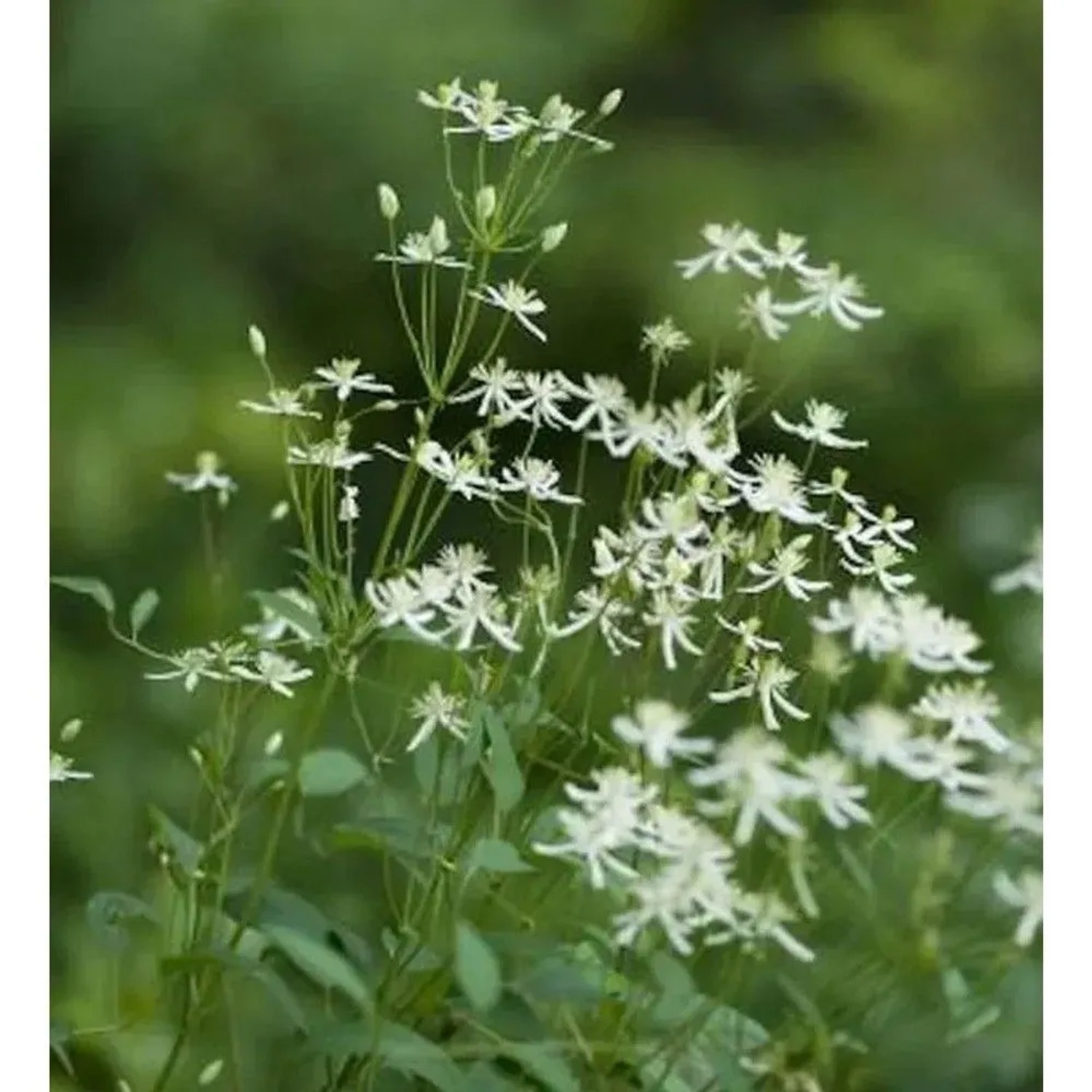 Staudenclematis Recta 60-80cm - Clematis recta