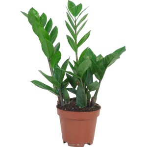 Glücksfeder (Zamioculcas zamiifolia) im braunen Topf, ca. 40-45 cm hoch. Grünpflanze für Innenräume.