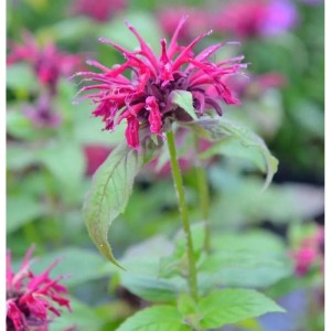 Nahaufnahme der rosafarbenen Blüte der Indianernessel 'Bee Merry'.
