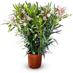 Rosa Oleander (100/120cm) im Topf. Mediterrane Kübelpflanze mit immergrünen Blättern und zarten Blüten.