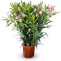 Rosa Oleander (100/120cm) im Topf. Mediterrane Kübelpflanze mit immergrünen Blättern und zarten Blüten.