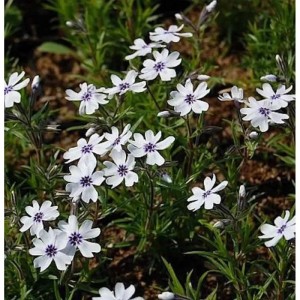 Niedrige Flammenblume Bavaria (Phlox subulata) mit weißen Blüten und dunklem Zentrum.