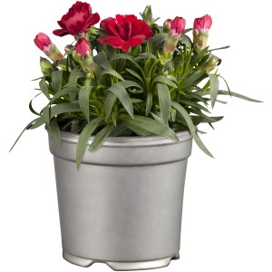 Rote Nelke "Oscar" im Topf, GROW by OBI, ca. 20-25 cm hoch.